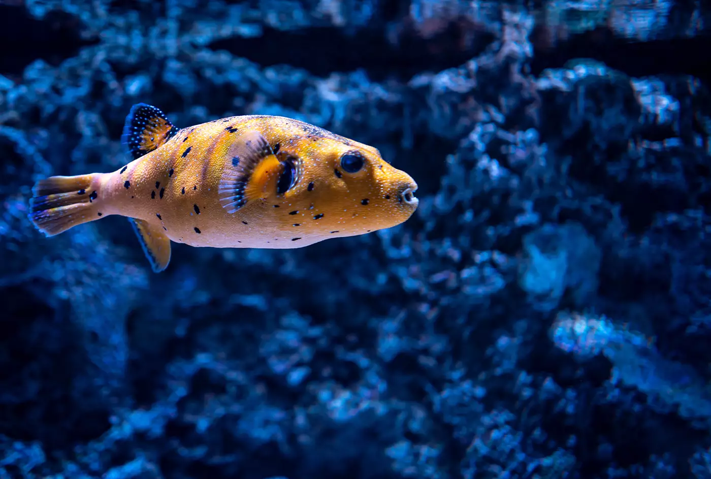 Can Fish Truly Drown?